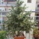 konténeres fenyő