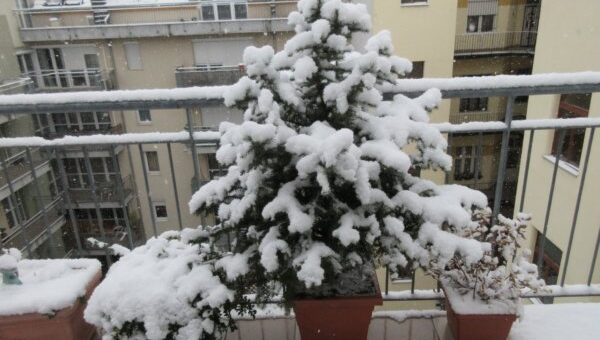 Gyökeres fenyő az erkélyen