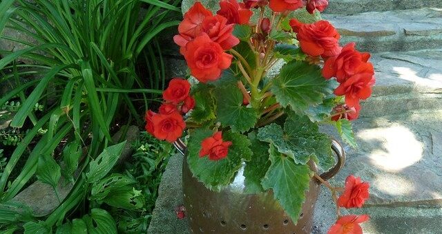 Gumós begónia teleltetése