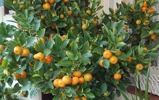 legkedveltebb díszcitrusok - kalamondin