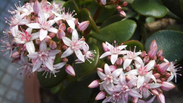 Pozsgafa virágoztatása