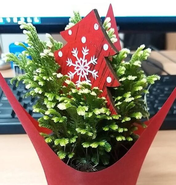 Csipkeharaszt (Selaginella martensii) gondozása