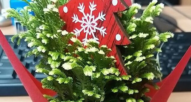 Csipkeharaszt (Selaginella martensii) gondozása