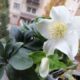 fekete hunyor (Helleborus nigra) "Christmas Carol"