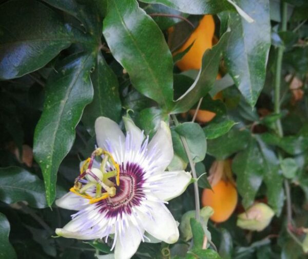 golgotavirág virága és termése