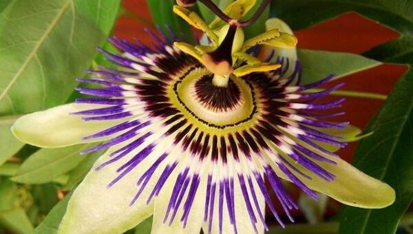 golgotavirág Jézus szenvedéseinek szimbóluma