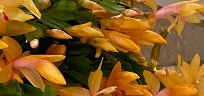 Karácsonyi kaktusz virágoztatása