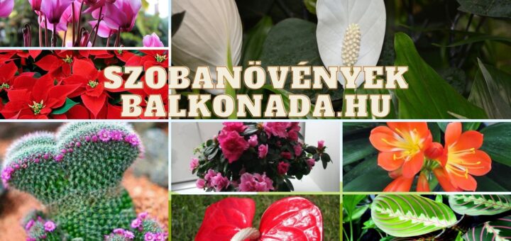 kép különböző szobanövényekkel