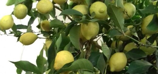 gyümölcsöktől roskadó citromfa