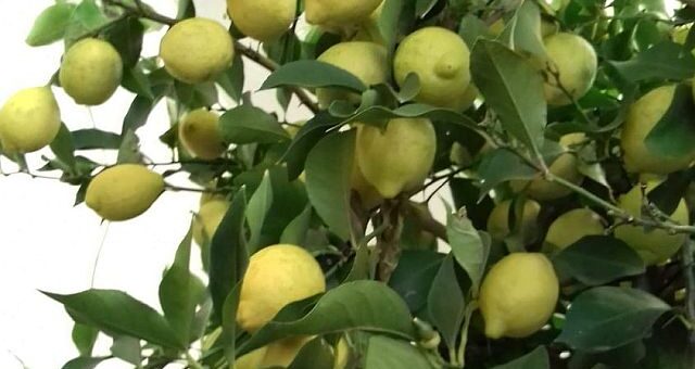 gyümölcsöktől roskadó citromfa