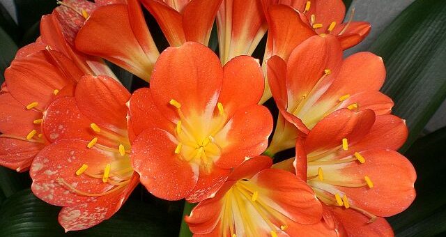 Szobanövények locsolása