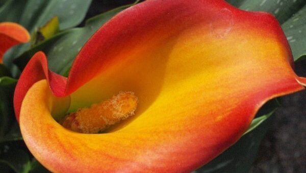 kála (Zantedeschia sp.) gondozása