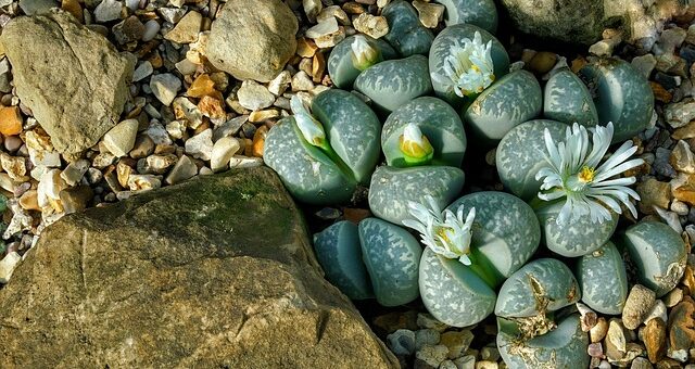 kavicskaktusz
