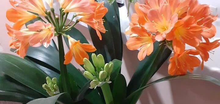 Narancsliliom gondozása