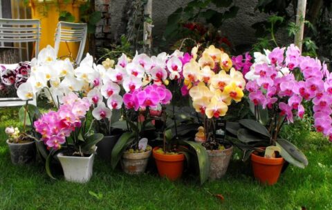 orchidea virágoztatása