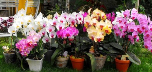 orchidea virágoztatása