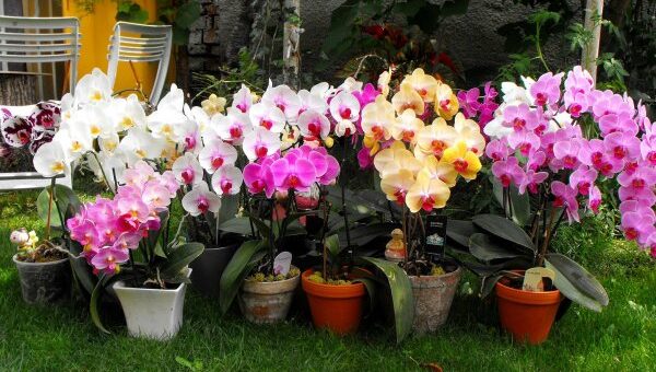 orchidea virágoztatása