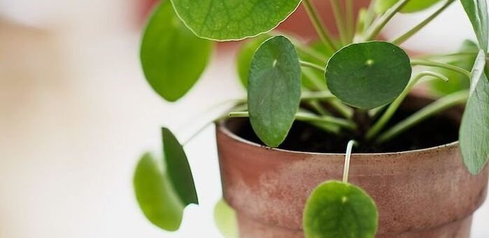 pénzt hozó növények - pénzlevelű pillea