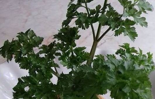 Petrezselyem hajtatása