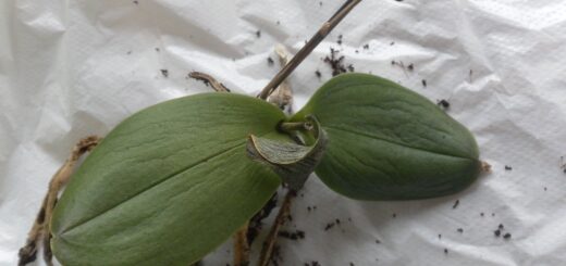 rohadt levevű orchidea párazacskóban való gyógyítása