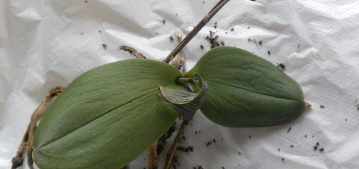 rohadt levevű orchidea párazacskóban való gyógyítása