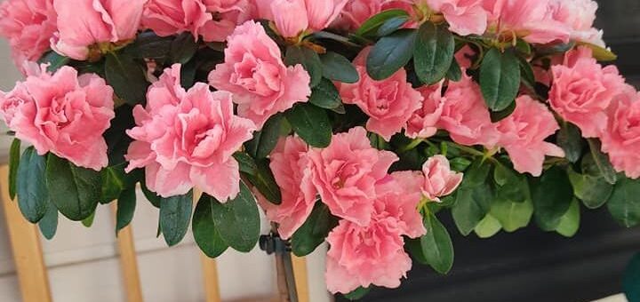 rózsaszín törzses azálea cserrépben