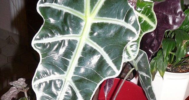 alokázia, azaz ördüglevél cserépben