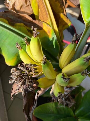 banán termesztése