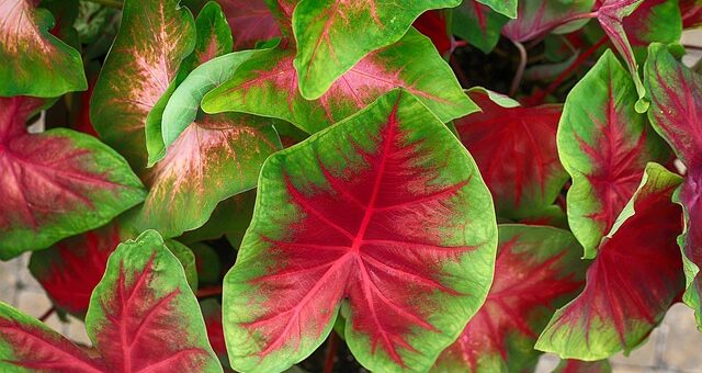 színes levelű szobanövények