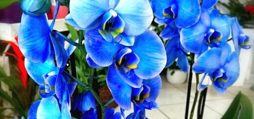 kék orchidea titka