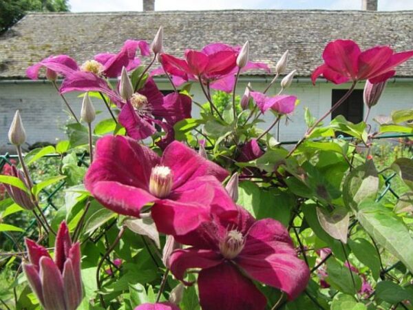 klematisz szaporítása