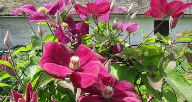 klematisz szaporítása