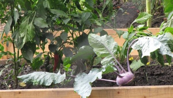 magaságyásban termesztett zöldségek