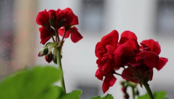 kertészkedés a balkonon