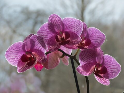 Beteg orchidea megmentése újragyökereztetéssel