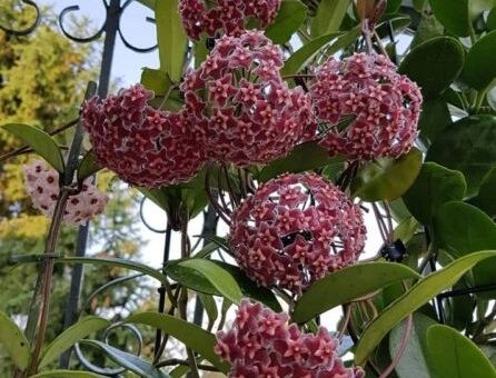 hoya gondozás