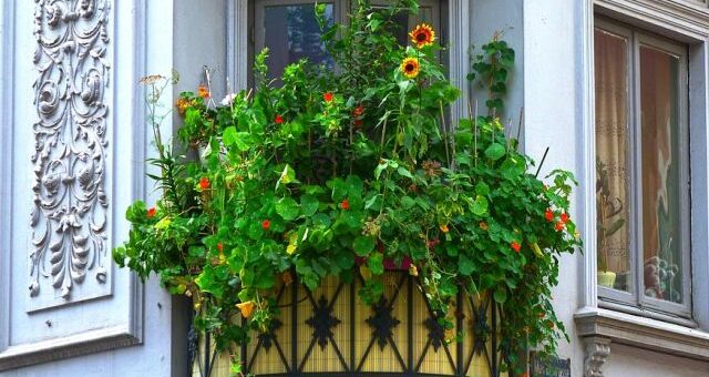 futónövények az erkélyre