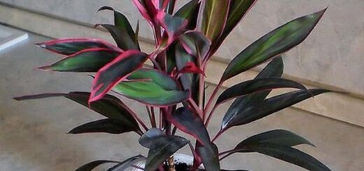 színeslevelű bunkóliliom