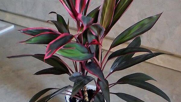 színeslevelű bunkóliliom