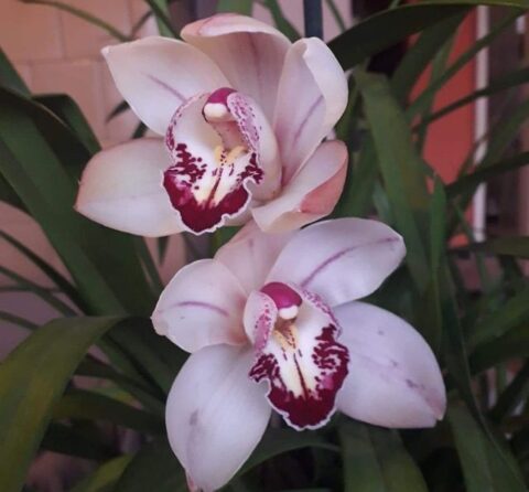 cymbidium gondozása