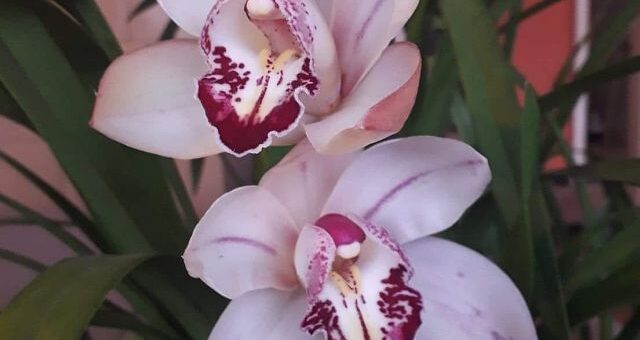 cymbidium gondozása