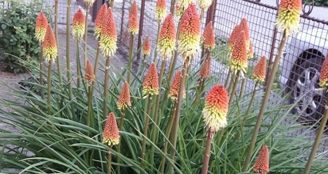 fürtös fáklyaliliom gondozása