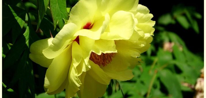 Fás bazsarózsa gondozása