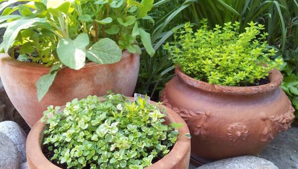 Cserépben nevelhető fűszernövények