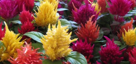 celosia, kakastaréj gondozása