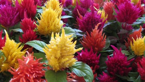 celosia, kakastaréj gondozása