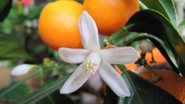 balkonnövények metszése tavasszal