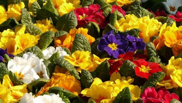 színes kankalin (Primula) virágok