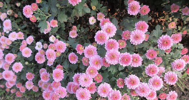 krizantém szaporítás tőosztással