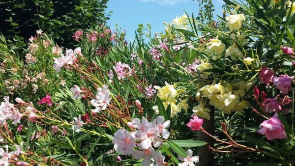 kerítés leanderből